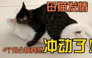 Download Video: 4个月公猫疯了一样，对发情的母猫骑了又骑！