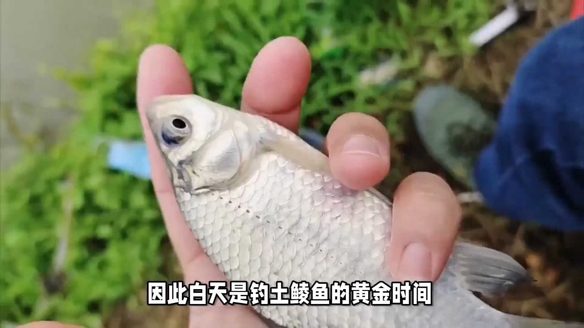 秋日垂钓土鲮鱼,专业技巧助你一钓一个准