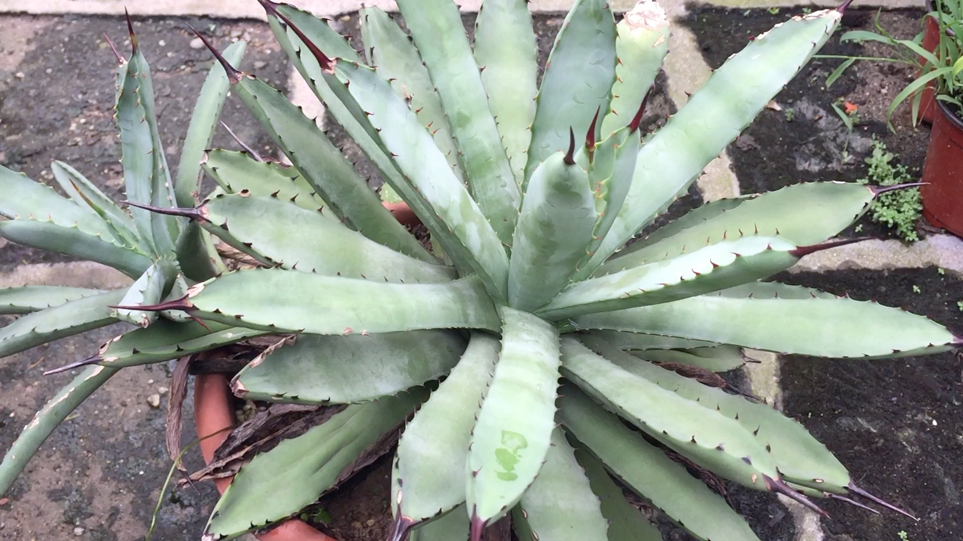 绿肌八荒殿龙舌兰