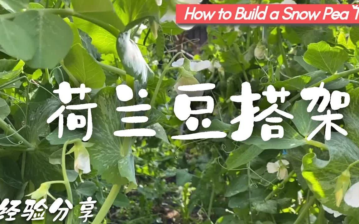 荷兰豆搭架好简单总有一款适合你