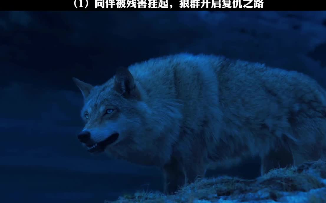 害我同胞,掏我狼崽,狼群怒了