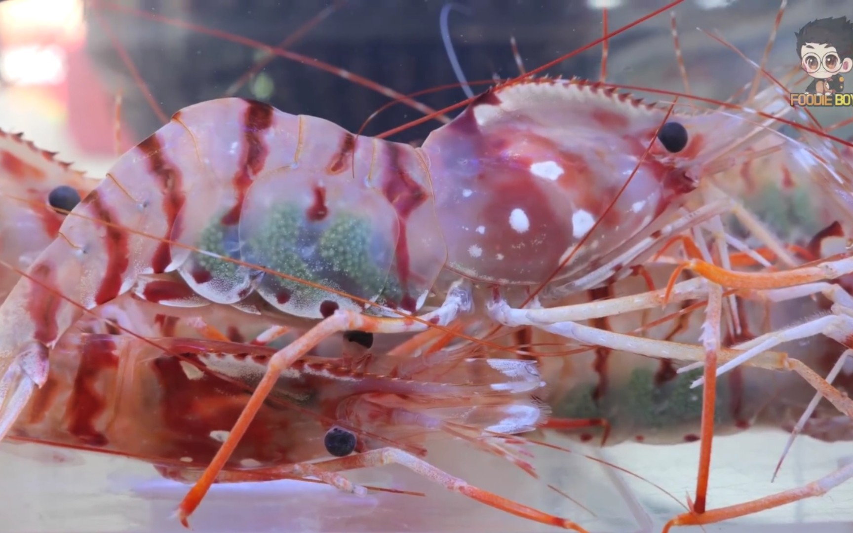 【韩国美食】韩国釜山桃花虾韩国美食 - 斧山富平洞独岛桃花虾