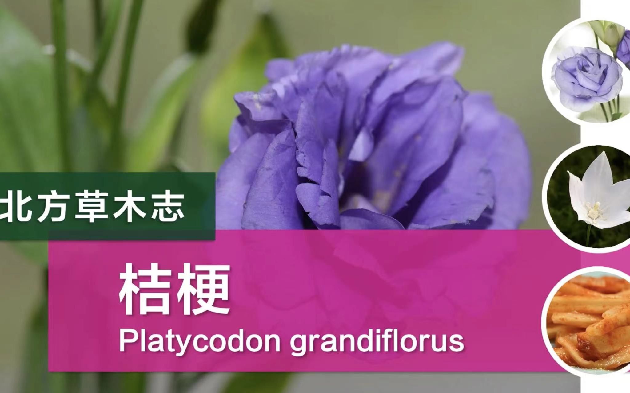 桔梗:犬夜叉女主的名字(的根)可以吃耶! 哔哩哔哩