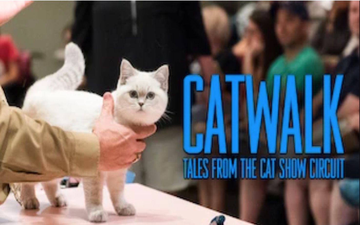 [图]【Netflix】猫咪伸展台 1080P中英文双语字幕 Catwalk Tales From The Cat Show Circuit