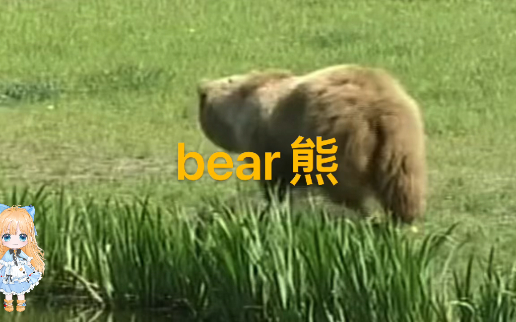 英语说词解字bear哔哩哔哩bilibili