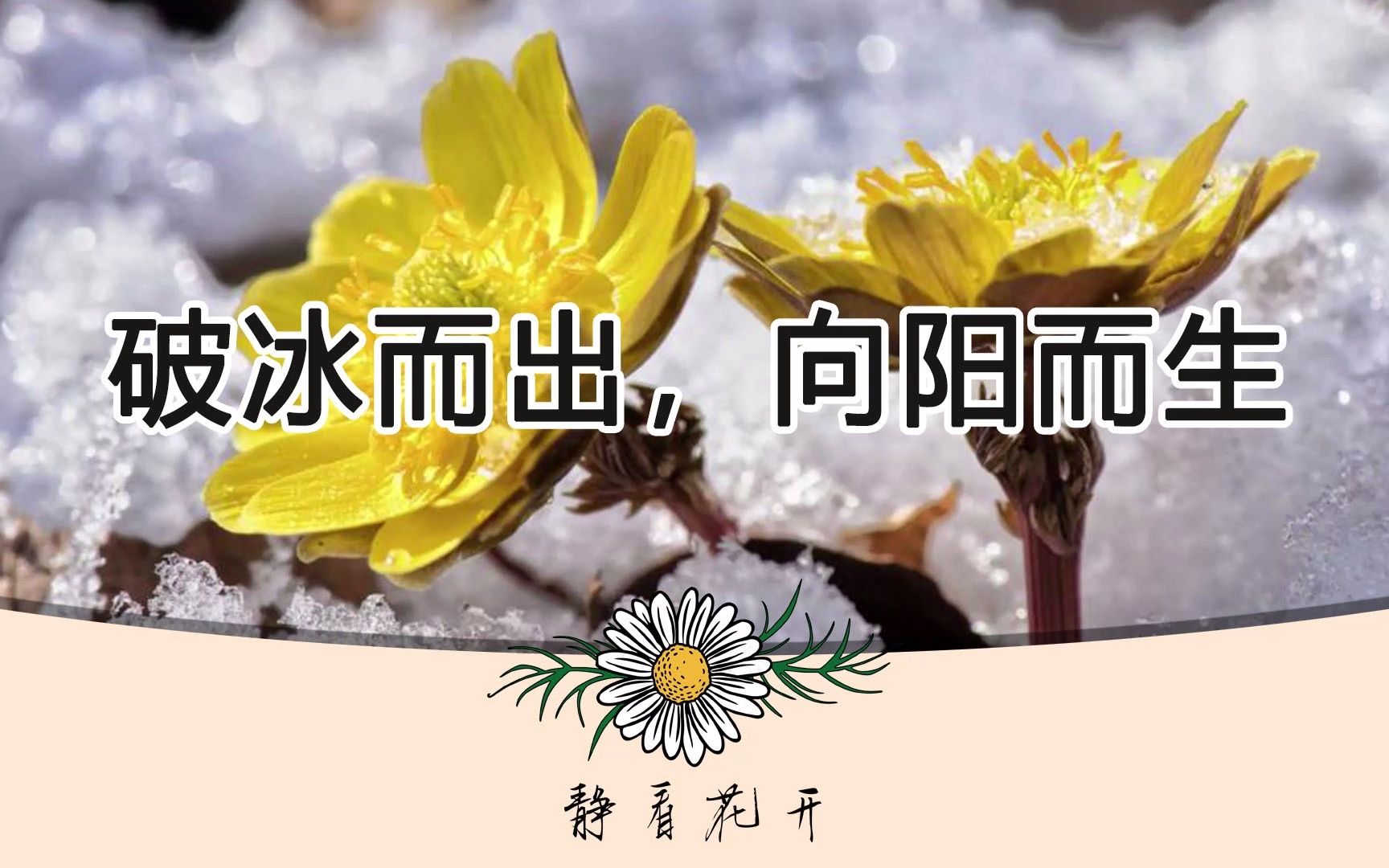 冰凌花——破冰而出,向阳而生哔哩哔哩bilibili