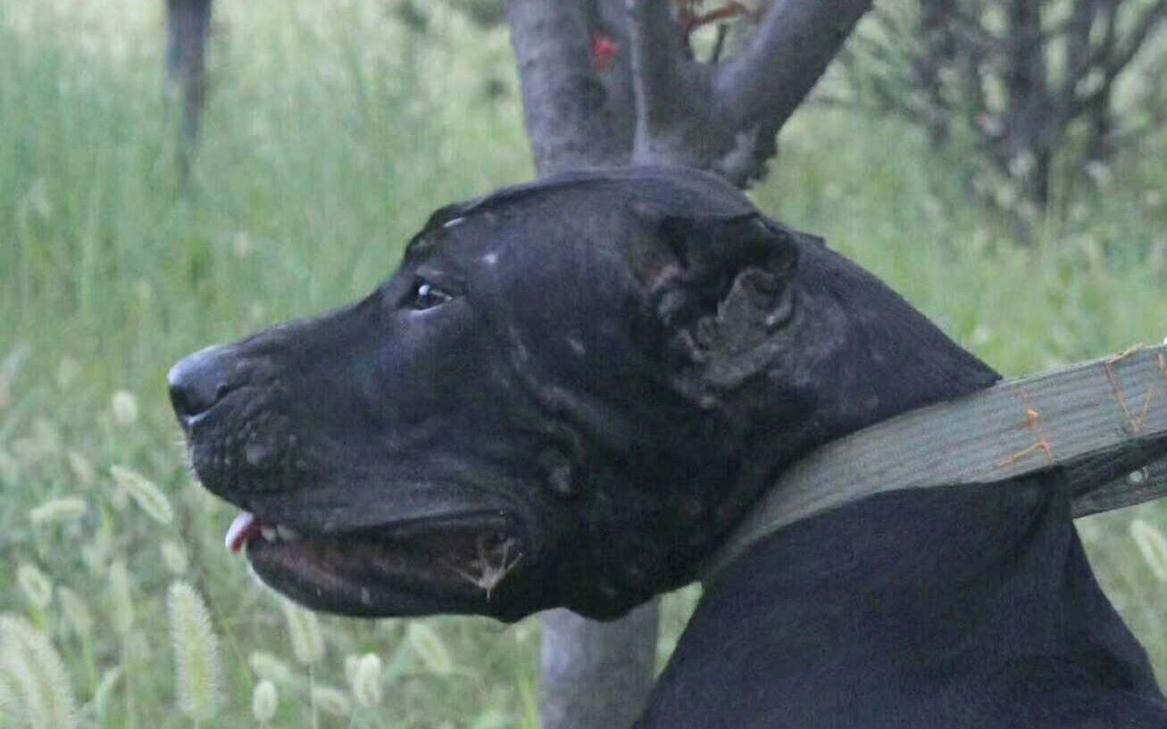 再见挑战加纳利犬的卡斯罗犬还没打就放弃了