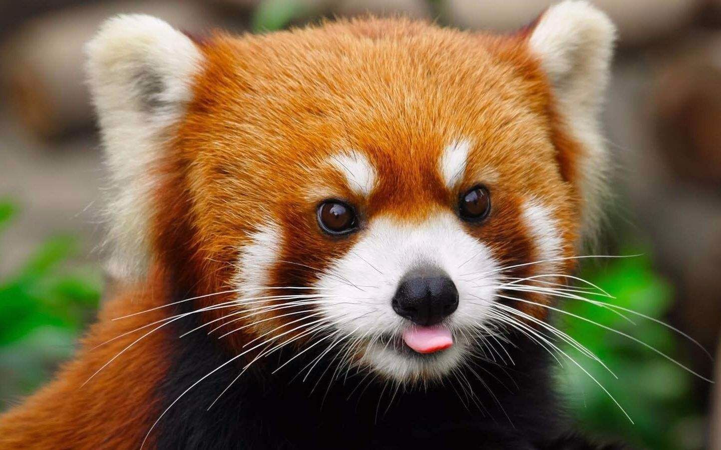 【小熊猫】其实小熊猫也是萌萌哒,妥妥的吃货一枚