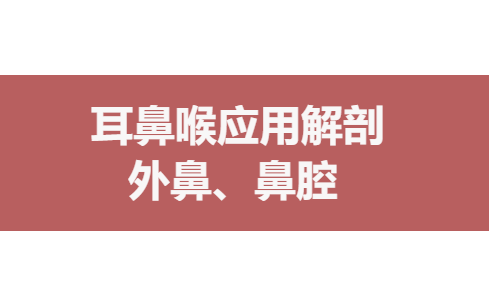 [学习自用]耳鼻喉应用解剖——外鼻、鼻腔哔哩哔哩bilibili