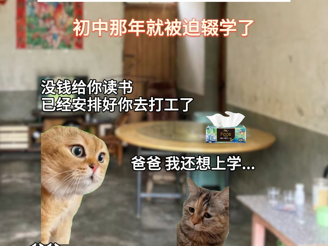 【洁柔的猫】视频已打包,欢迎围观!哔哩哔哩bilibili