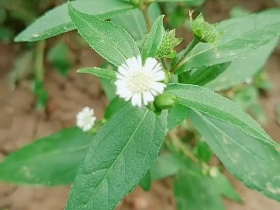 968 墨旱莲:菊科鳢肠属一年生草本. 性味归经:味甘,酸,性寒归肾,肝经.