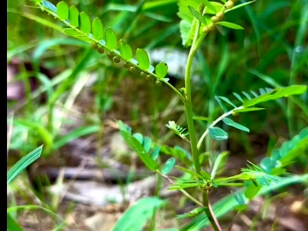 农村草草药.哔哩哔哩bilibili