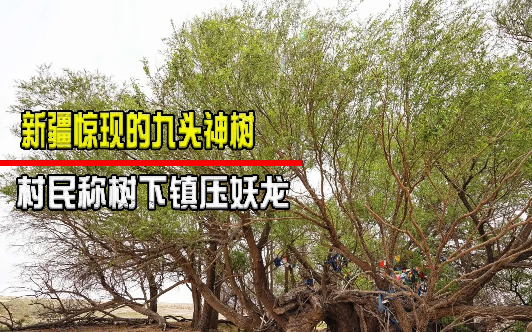 [图]新疆惊现九头神树，传说是镇压妖龙的上古阵法！真相到底是什么？