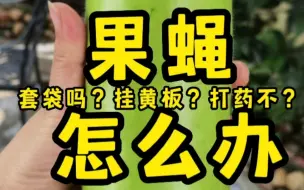 Descargar video: 我的贝贝南瓜 蒲瓜和普通南瓜都收获了喔。小型的果类，比如说樱桃番茄，蓝莓等，是不招惹果蝇的。大一些的果实要套袋。选择哪种袋看我吧。有人不套袋，也可收到漂亮果