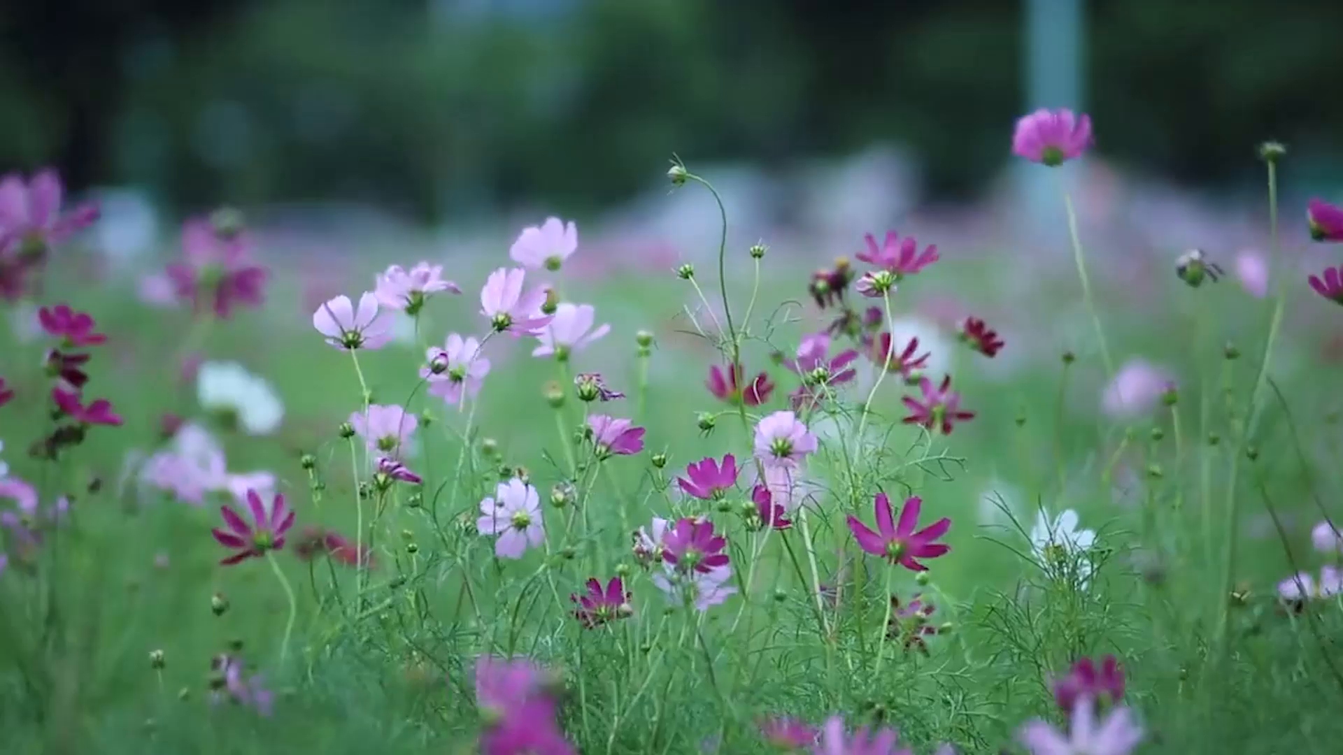 [图]邱春燕《爱上大草原》mv饭制版