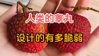 人类的睾丸被设计的有多脆弱？