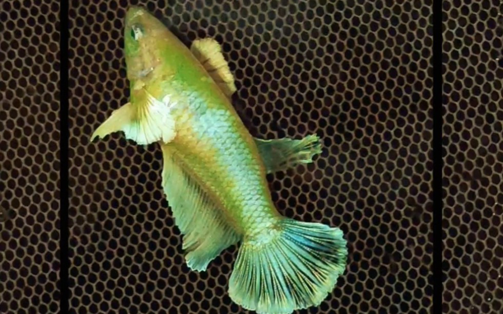 荧光大耳半月母斗鱼