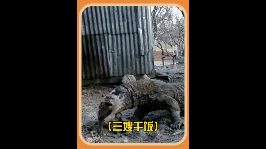 动物解说 #科莫多巨蜥 #弱肉强食的动物世界