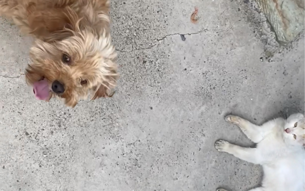 某不知名up主在挖自家种的土豆时竟然跑出来一只蛤蟆_哔哩哔哩_bili