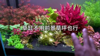 Video herunterladen: 草缸不用前景草坪也行