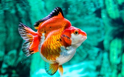 养鱼必看 浅谈观赏鱼的腹水病 哔哩哔哩