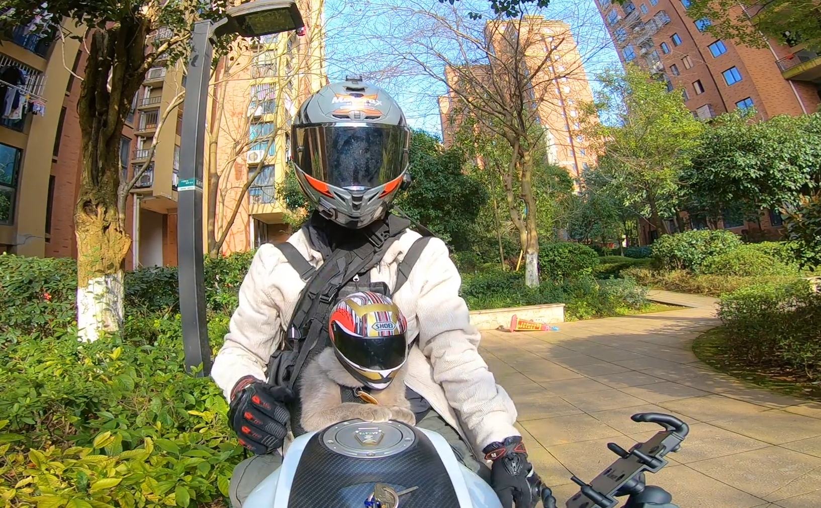 猫咪戴上了头盔,和主人一起坐摩托车兜风,网友:太酷了吧