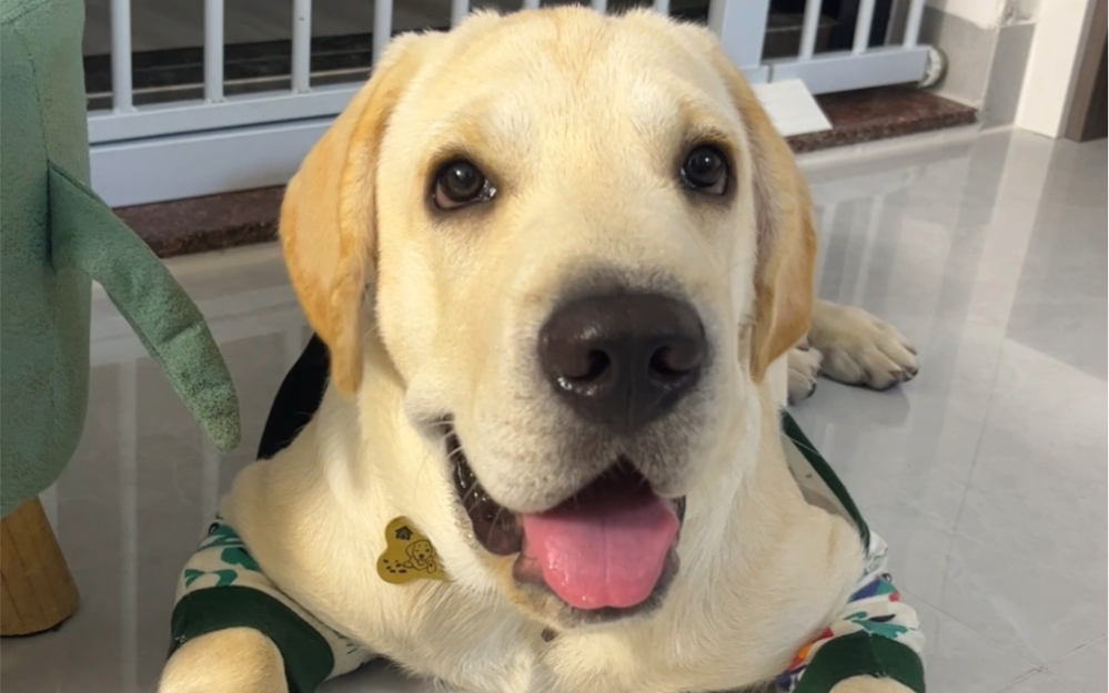 可爱到犯规的拉布拉猪