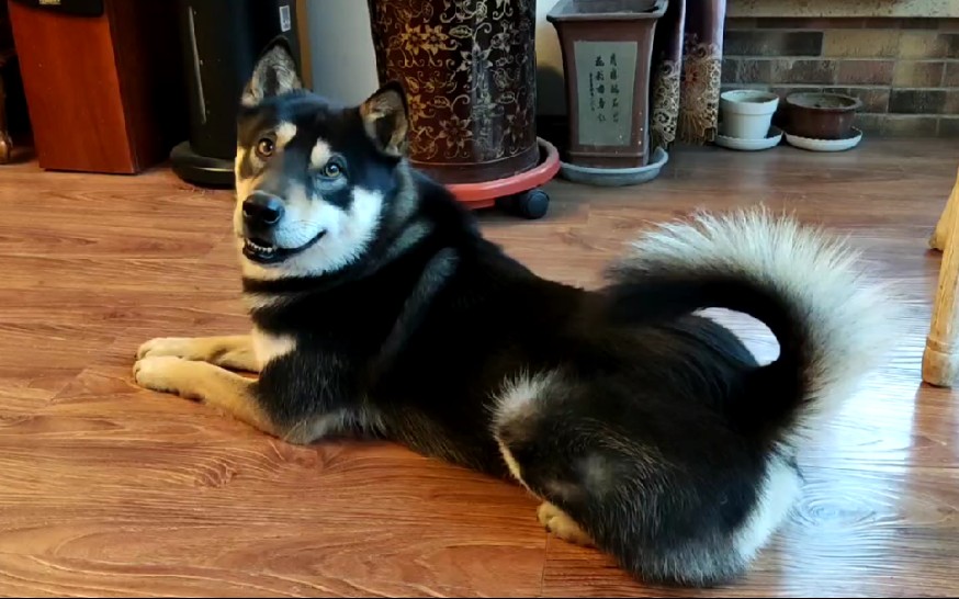 中华田园犬是柴犬它祖宗,中华田园犬就是毁在国人的无知和那可怜的虚荣心上的.哔哩哔哩bilibili