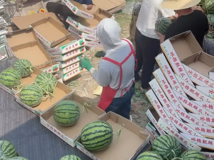 商丘夏邑西瓜批发基地,产地代办联系电话#奋斗的水果人 #麒麟美都 #原
