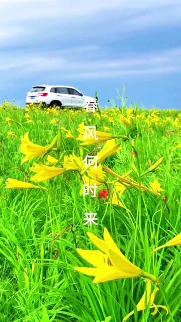 第252首《春风何时来》哔哩哔哩bilibili