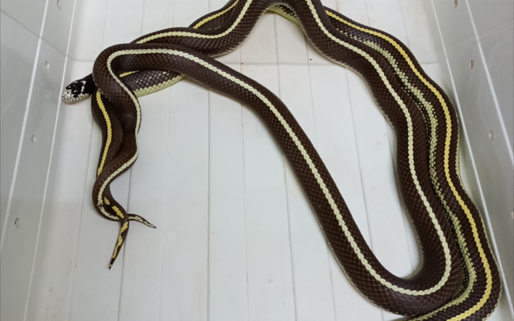 【sd加州王蛇】记录繁殖sd加州王蛇过程