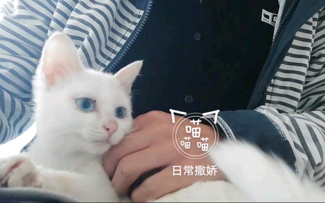 【蓝眼白猫】日常撒娇哔哩哔哩bilibili