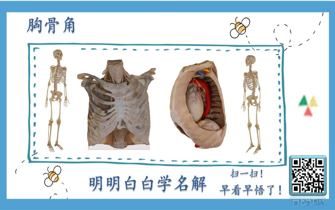 明明白白学名解—胸骨角(局部解剖学)哔哩哔哩bilibili