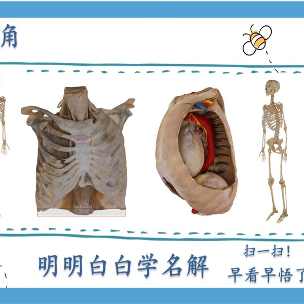 明明白白学名解—胸骨角（局部解剖学）_哔哩哔哩_bilibili