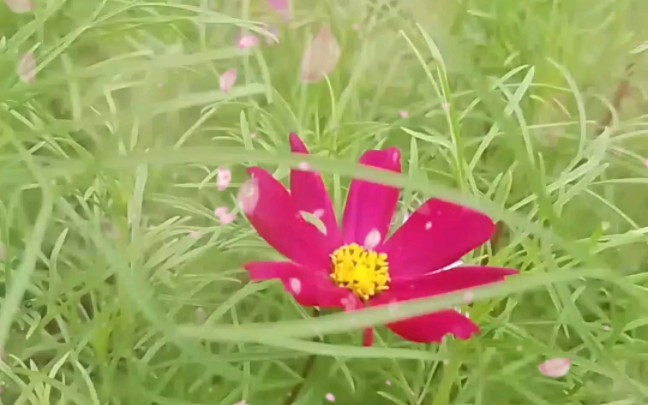 [图]花开花落终归尘！