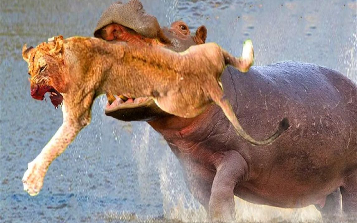 愤怒的河马咬狮子头发泄怒火-疯狂的狮子大战河马!