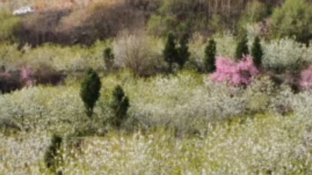 4月1日的西安灞桥区樱桃花与樱花哔哩哔哩bilibili