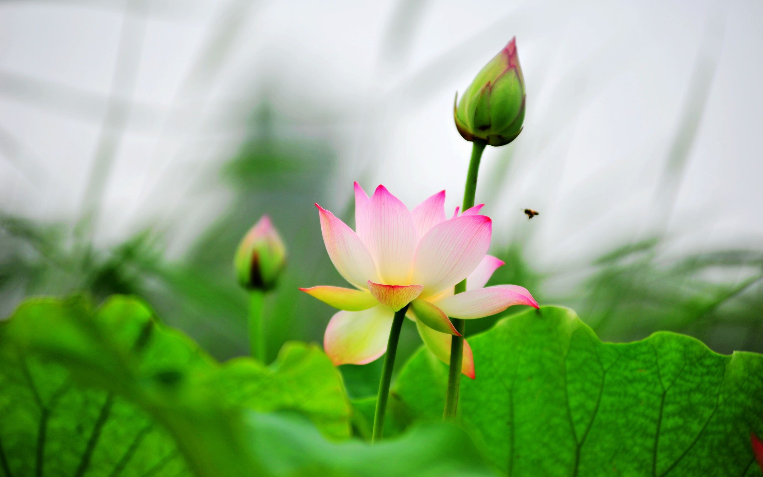 [图]音画欣赏《荷花池中的蜻蜓掠影》