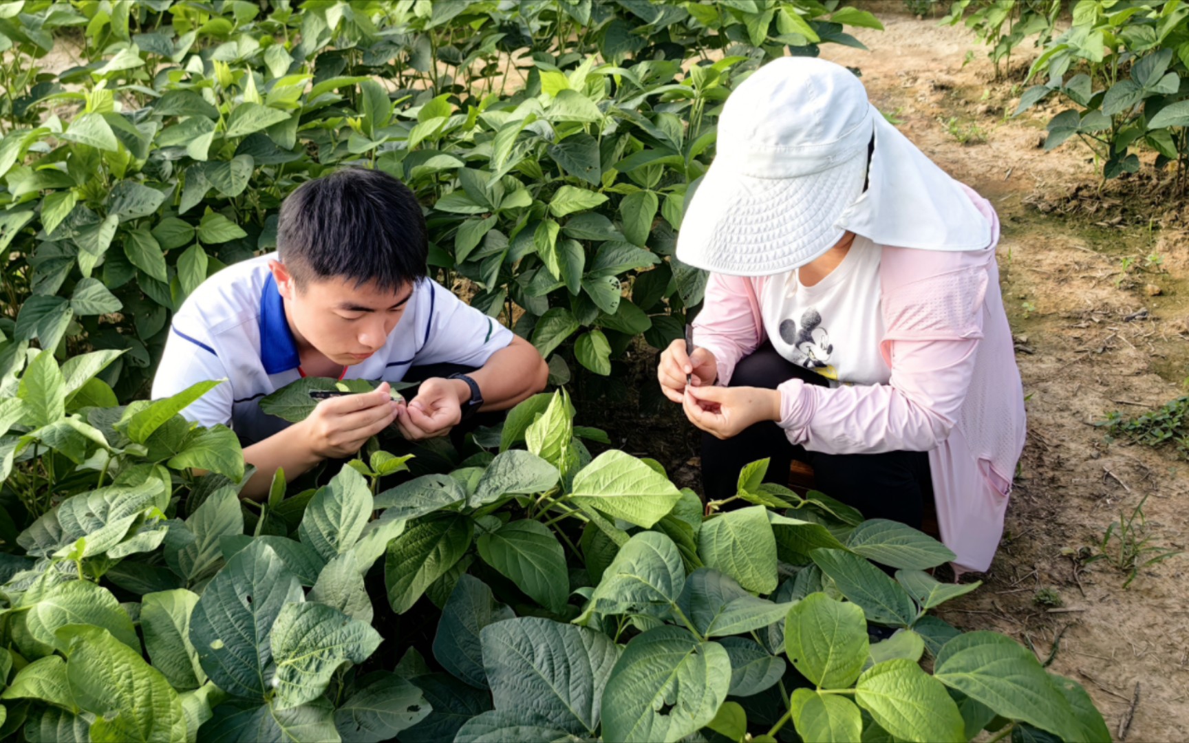 大豆杂交育种日常记录