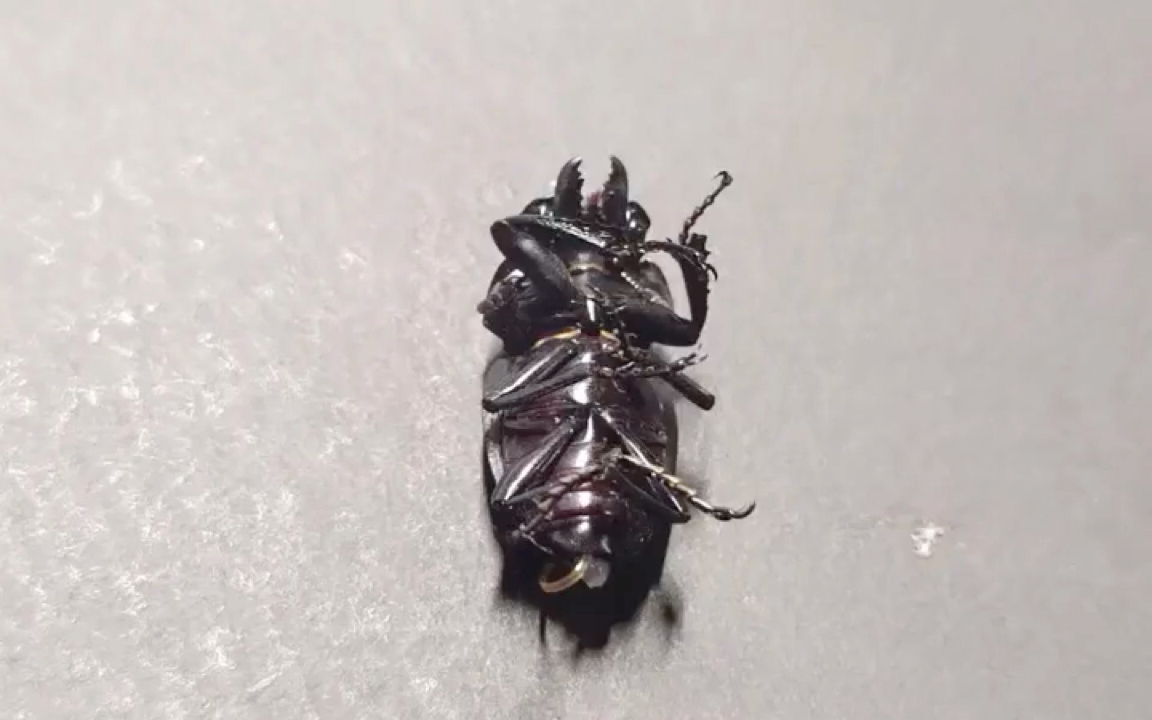 圆翅被铁线虫寄生