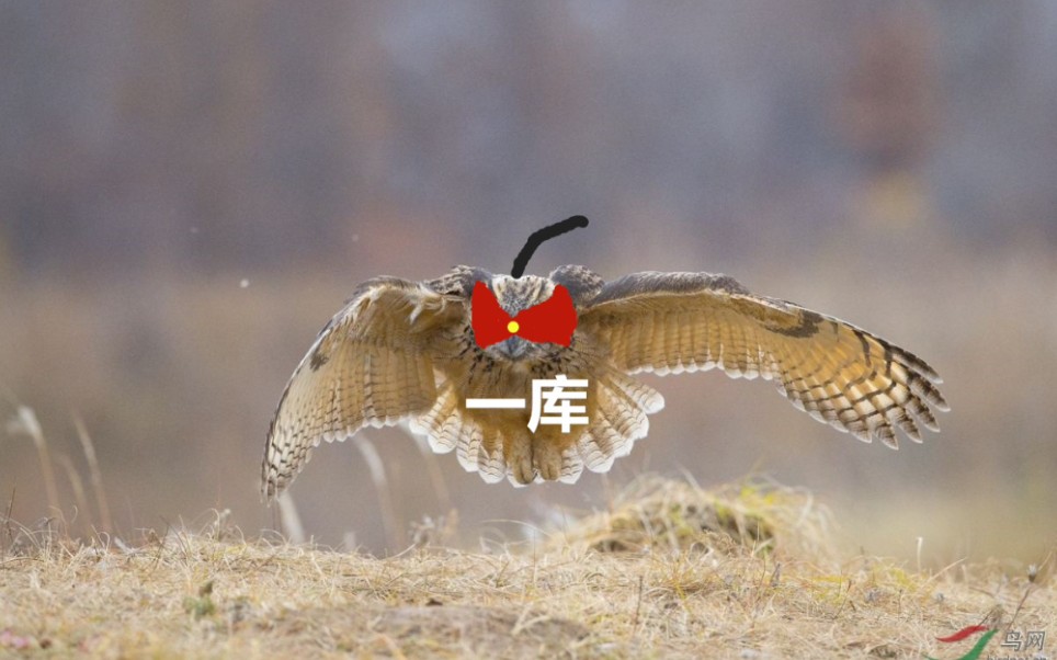 活动  【猫头鹰】猛禽中的夜里猛,大眼儿萌仔,关于猫头鹰在鹰猎中的冷