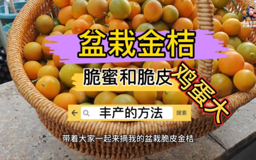 带着大家一起来种出鸡蛋大的脆蜜金桔,还有脆皮金桔高产的方法哦哔哩哔哩bilibili