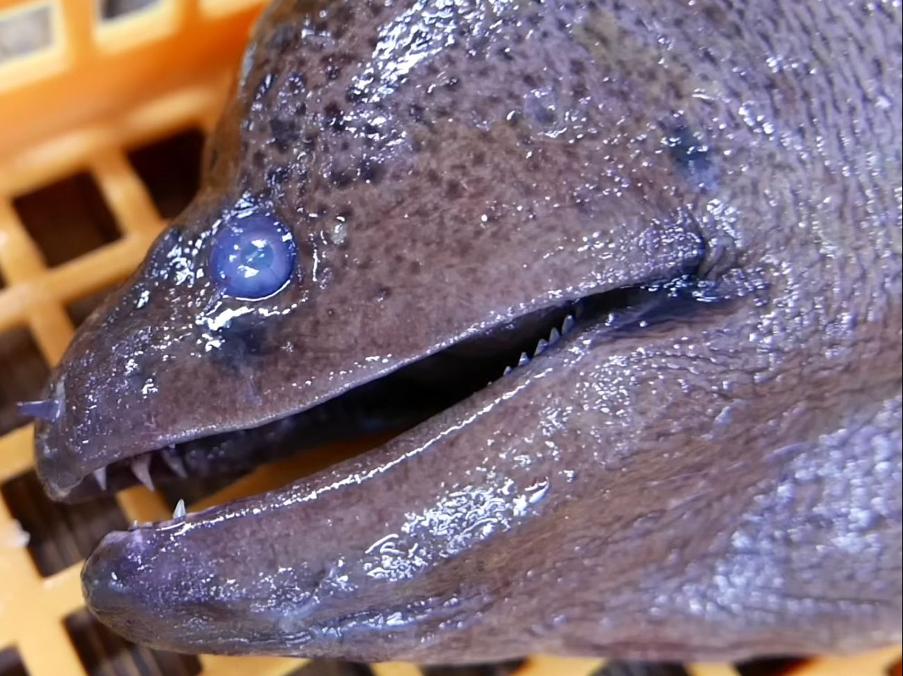 海怪级别豹纹大海鳗,一鳗5吃!