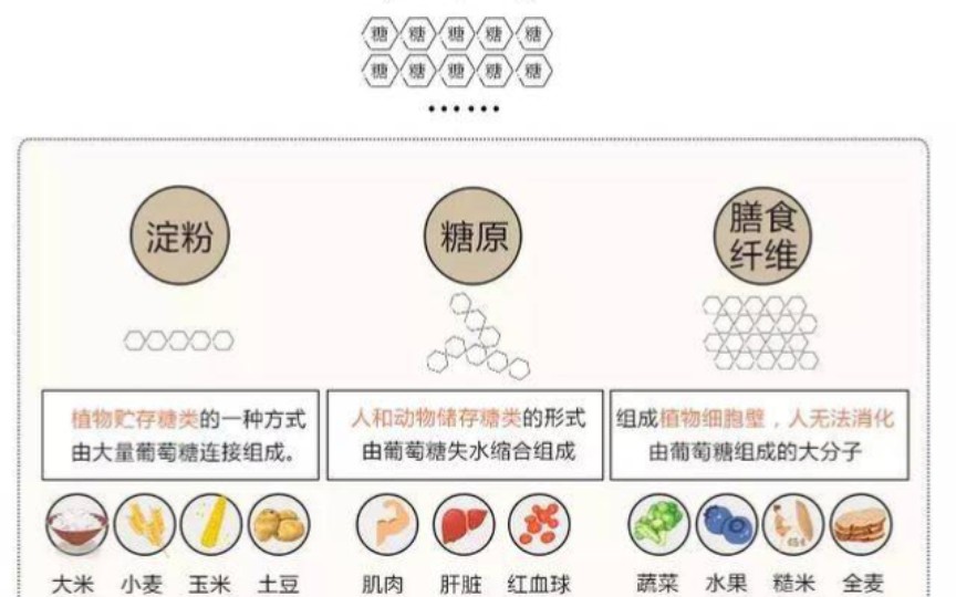 [图]23.什么是多糖？常见的多糖有哪三类？它们的基本单位和作用分别是什么？