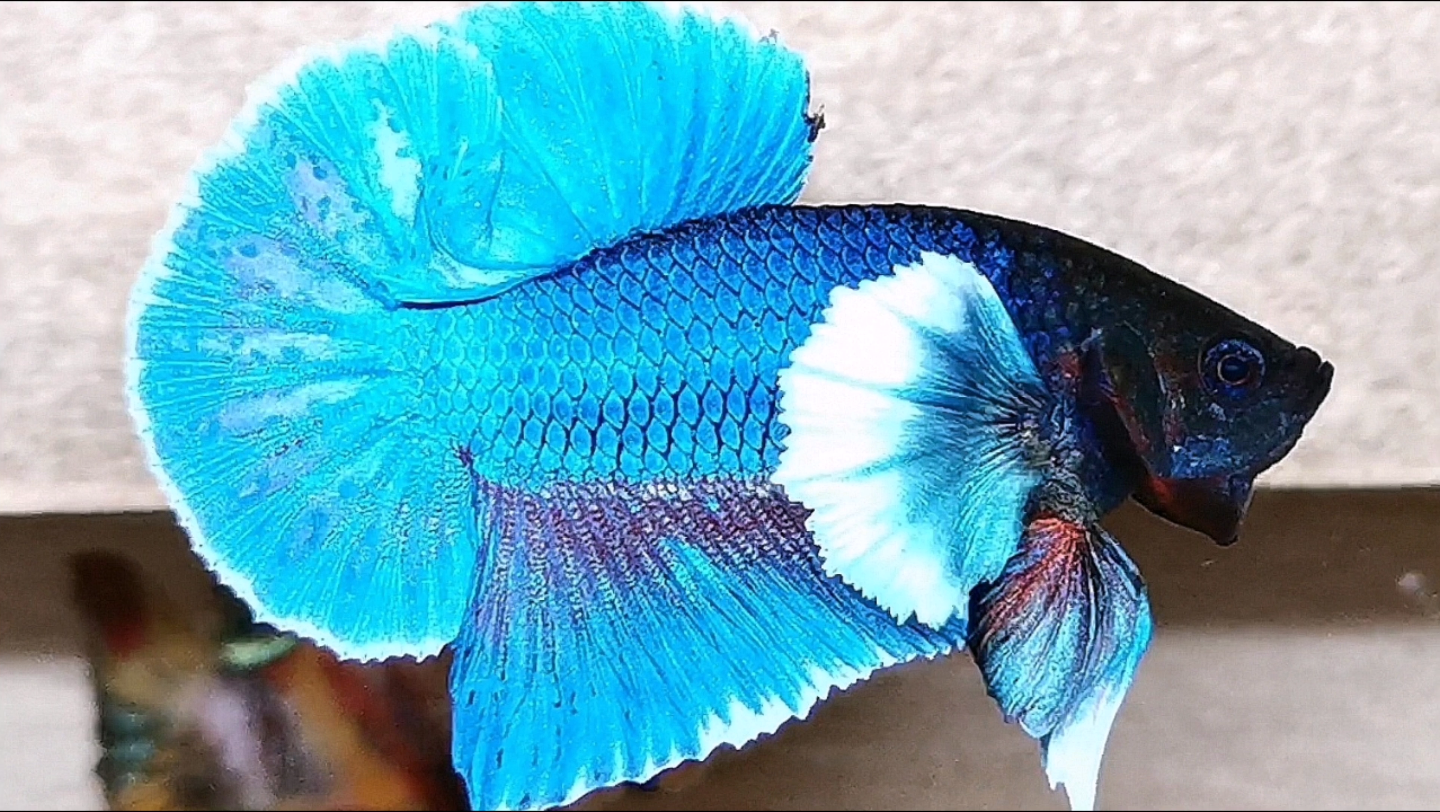 活动作品蓝精灵大耳将军今天拍品泰国斗鱼