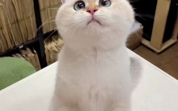 [图]养了长腿猫才终于见识到猫咪可以有多皮…#猫咪的迷惑行为#金点渐层