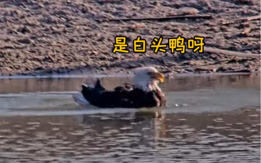 水里有只白头鸭(2024.12.08)