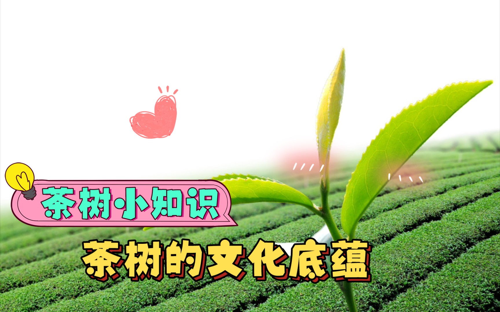 茶树的小知识,和茶叶的文化底蕴哔哩哔哩bilibili