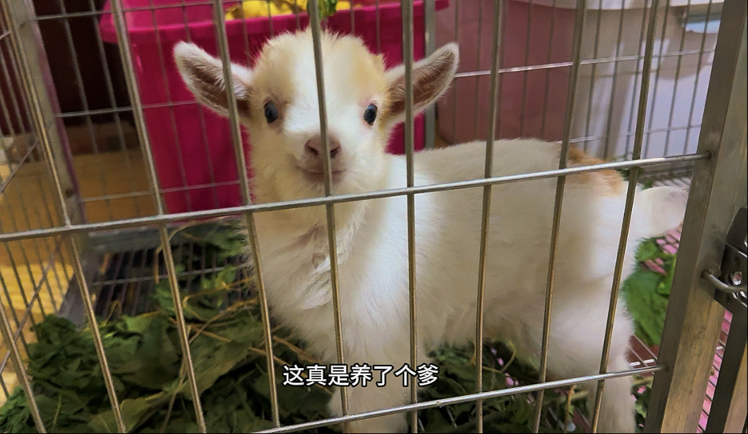 可怕的事情真的发生了,我家鸟真的学会羊叫了!-MK的鹦鹉-MK的鹦鹉-哔哩哔哩视频