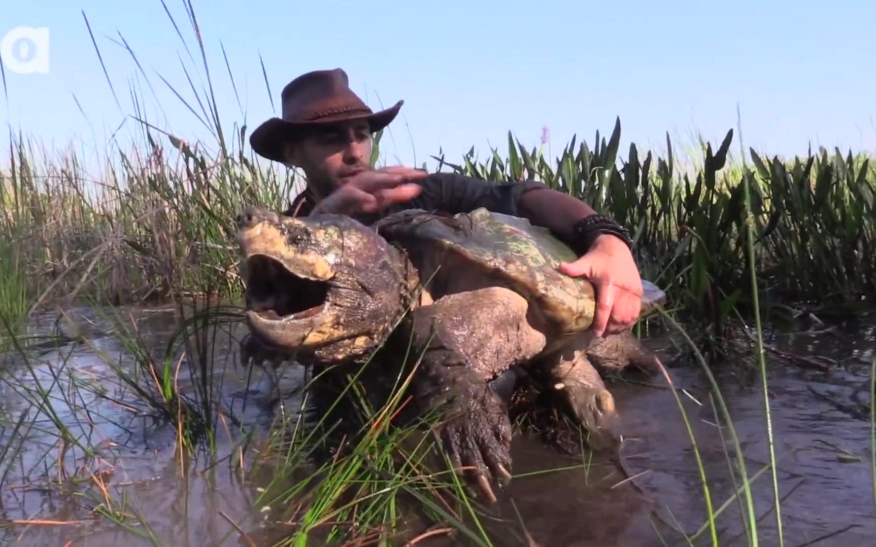 鳄龟纪录片 the louisiana dragon pit dragon tails episode 5